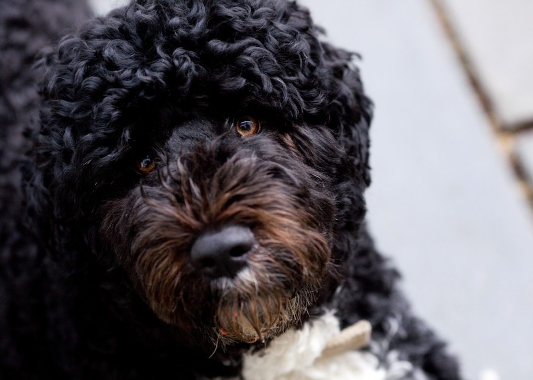 #36. Portuguese water dog (tie)
